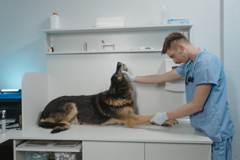 Las cualidades que debe tener un buen veterinario