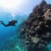 Bucear sobre la huella de un volcán: los paisajes submarinos que convierten el sur de Tenerife en un mapa geológico bajo el Atlántico